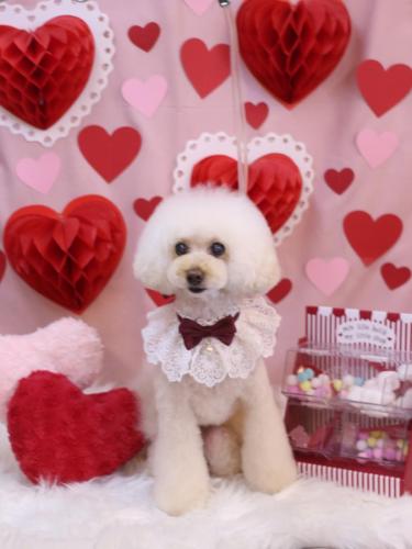 20240220ピッピちゃん